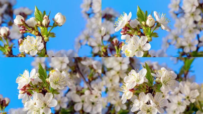 4k垂直延时的酸味樱桃树花开并在蓝色背景上生长。盛开的小白花李。9:16比率的时间流逝。