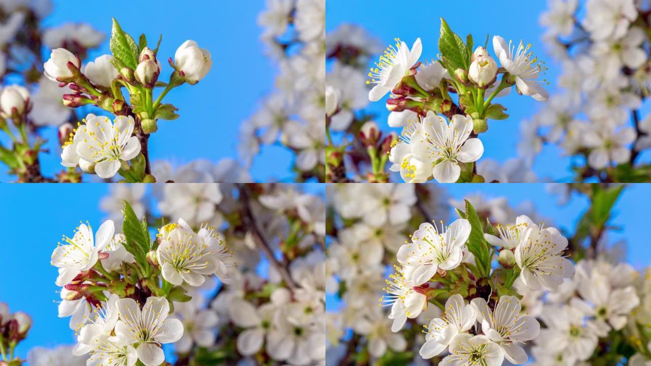4k垂直延时的酸味樱桃树花开并在蓝色背景上生长。盛开的小白花李。9:16比率的时间流逝。