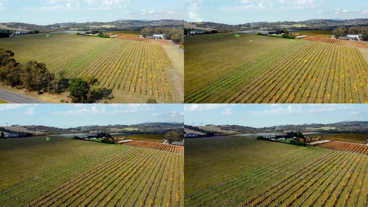 空中无人机镜头: 美丽的农业种植园。蔬菜、葡萄园、橄榄树和大豆的农田。