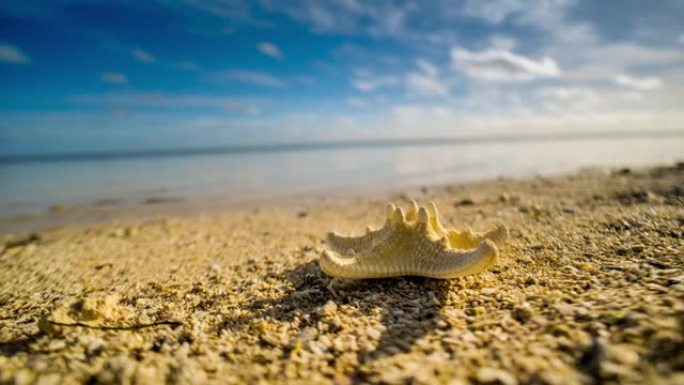 佛罗里达海滩上的死海星