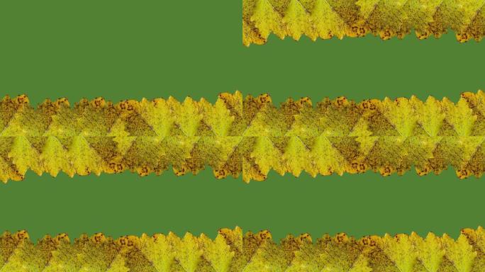 绿色背景上的黄色树叶，带有复制空间。