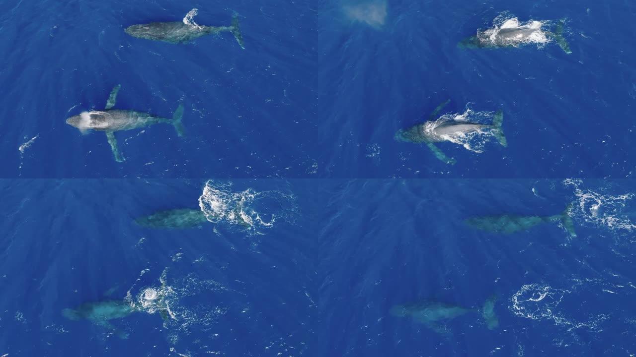 座头鲸的荚俯视海面潜水