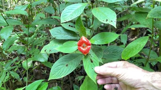 亲吻植物男子休假展示业余植物学游览