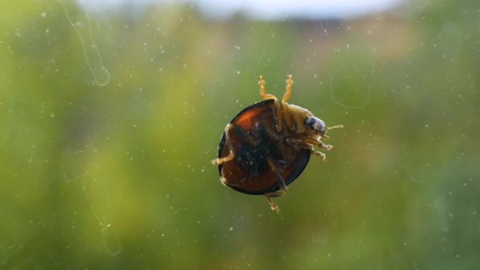 夏季波克背景下的玻璃瓢虫。瓢虫洗她的脸微距框架