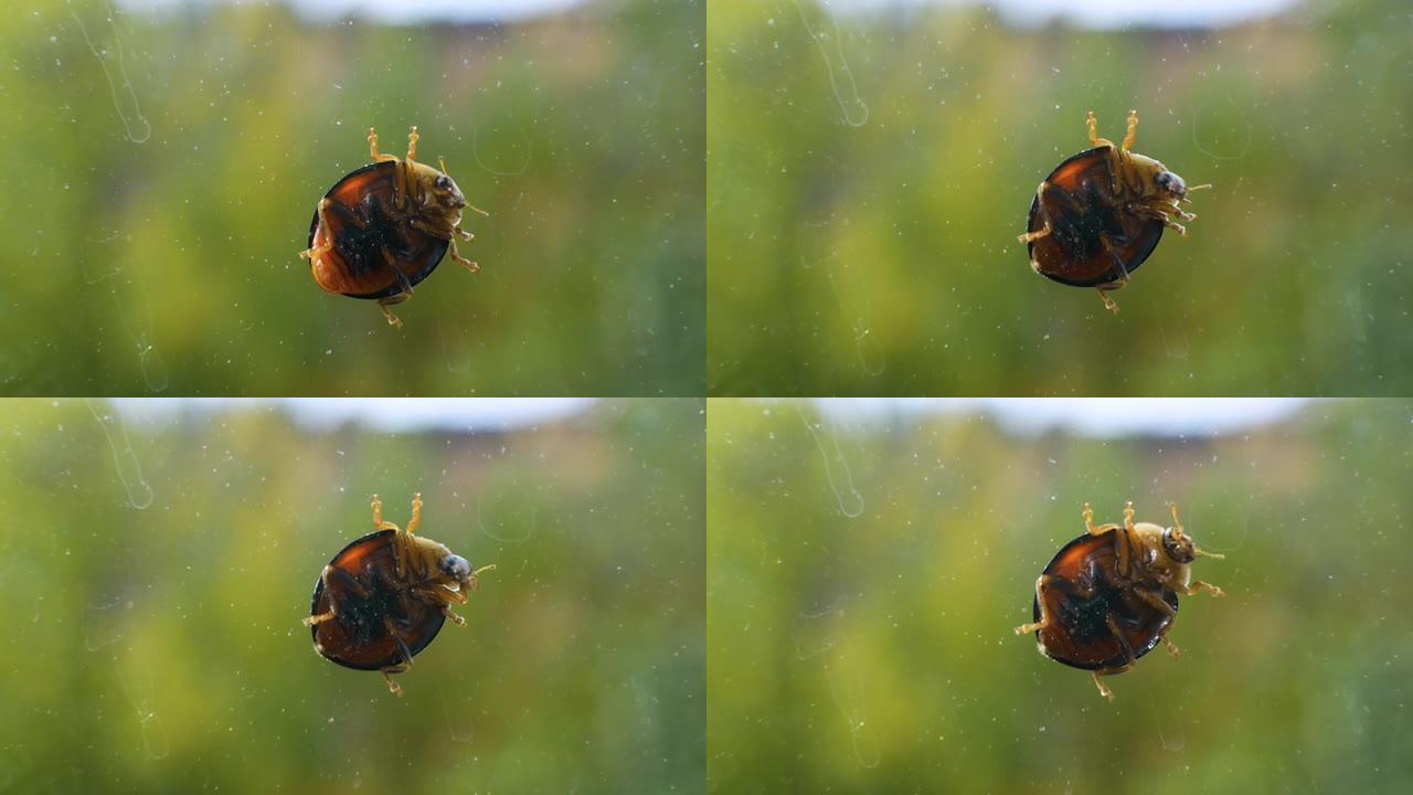 夏季波克背景下的玻璃瓢虫。瓢虫洗她的脸微距框架