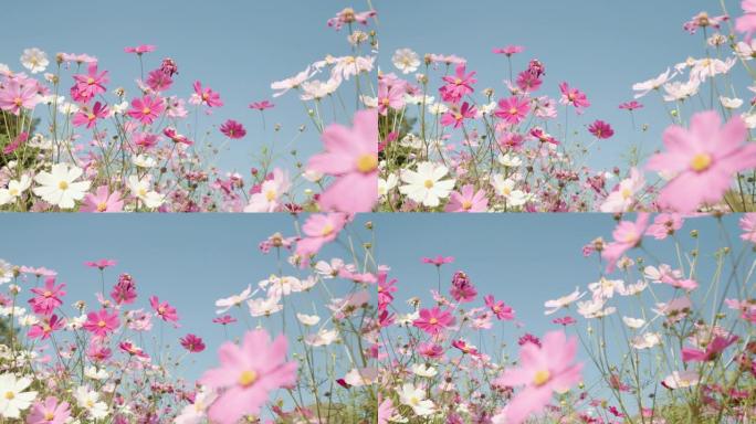 粉红色的宇宙花在宇宙花场的风中