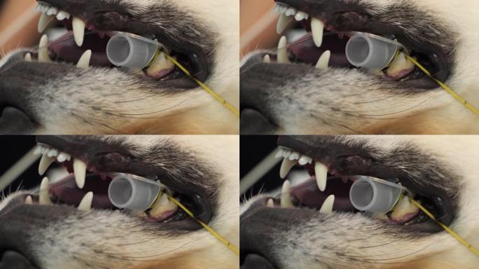 手术中一只插管狗的嘴的特写。在全身气体麻醉下对狗进行兽医手术。用气管内的管子张开犬的嘴。