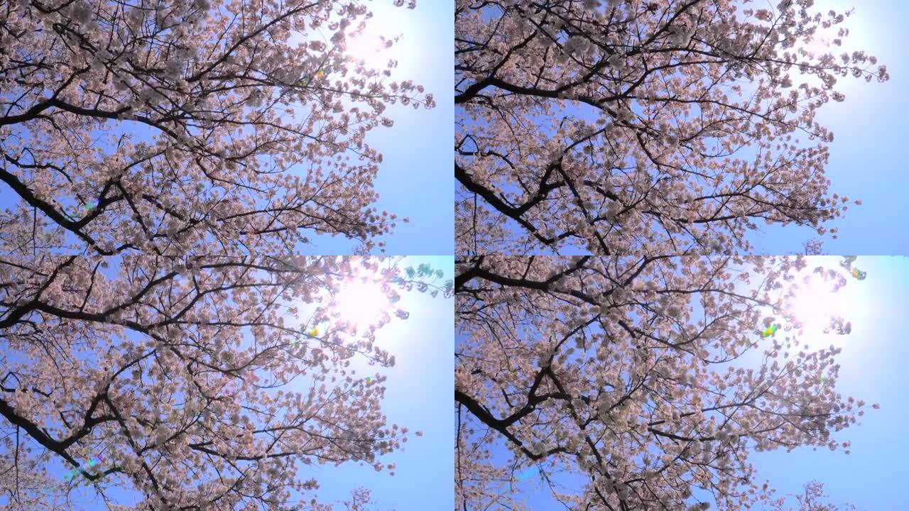 湛蓝的天空下樱花逆光夏日小清新