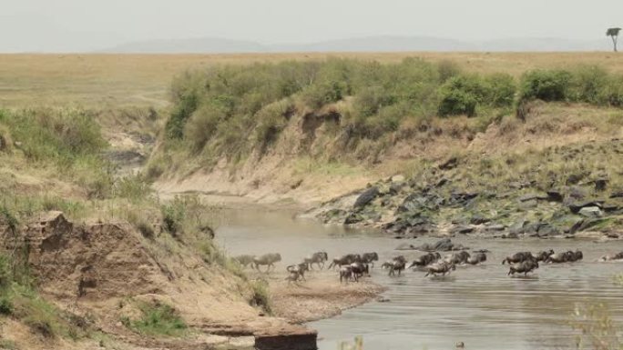 在肯尼亚马赛马拉 (Masai Mara) 的大迁徙期间，一群牛羚过河。