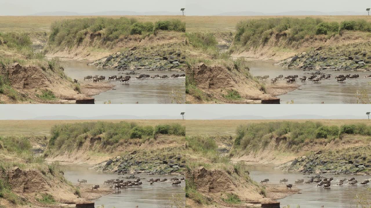 在肯尼亚马赛马拉 (Masai Mara) 的大迁徙期间，一群牛羚过河。
