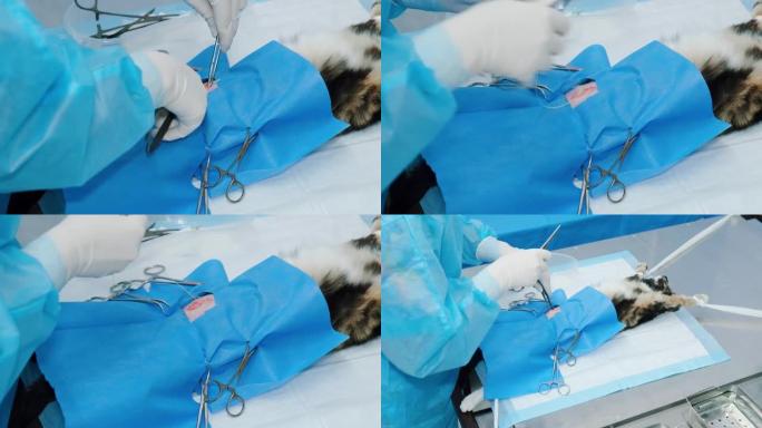 兽医在手术灭菌后缝合猫的胃组织