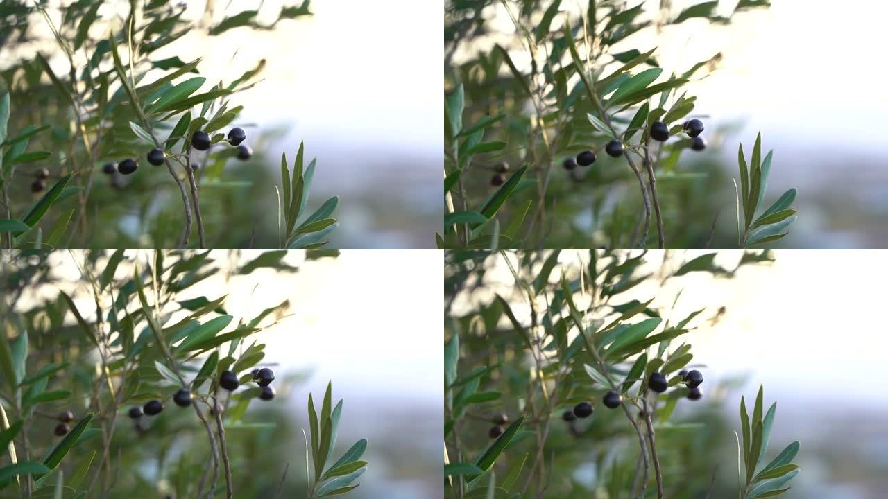 背景模糊的橄榄树的特写镜头
