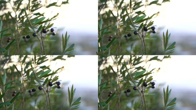 背景模糊的橄榄树的特写镜头
