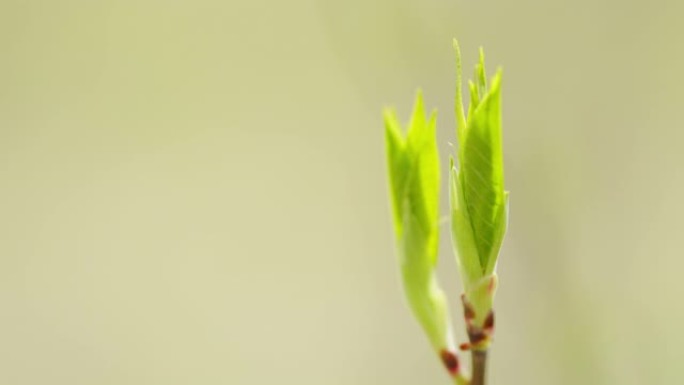 春天的幼鸟树芽。春天或夏天的年轻绿叶。静态视图。