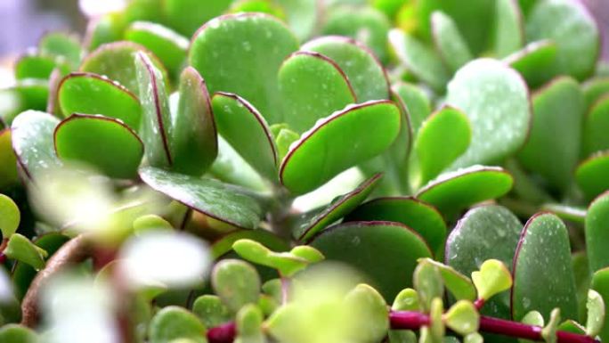 雨滴和金钱树Crassula