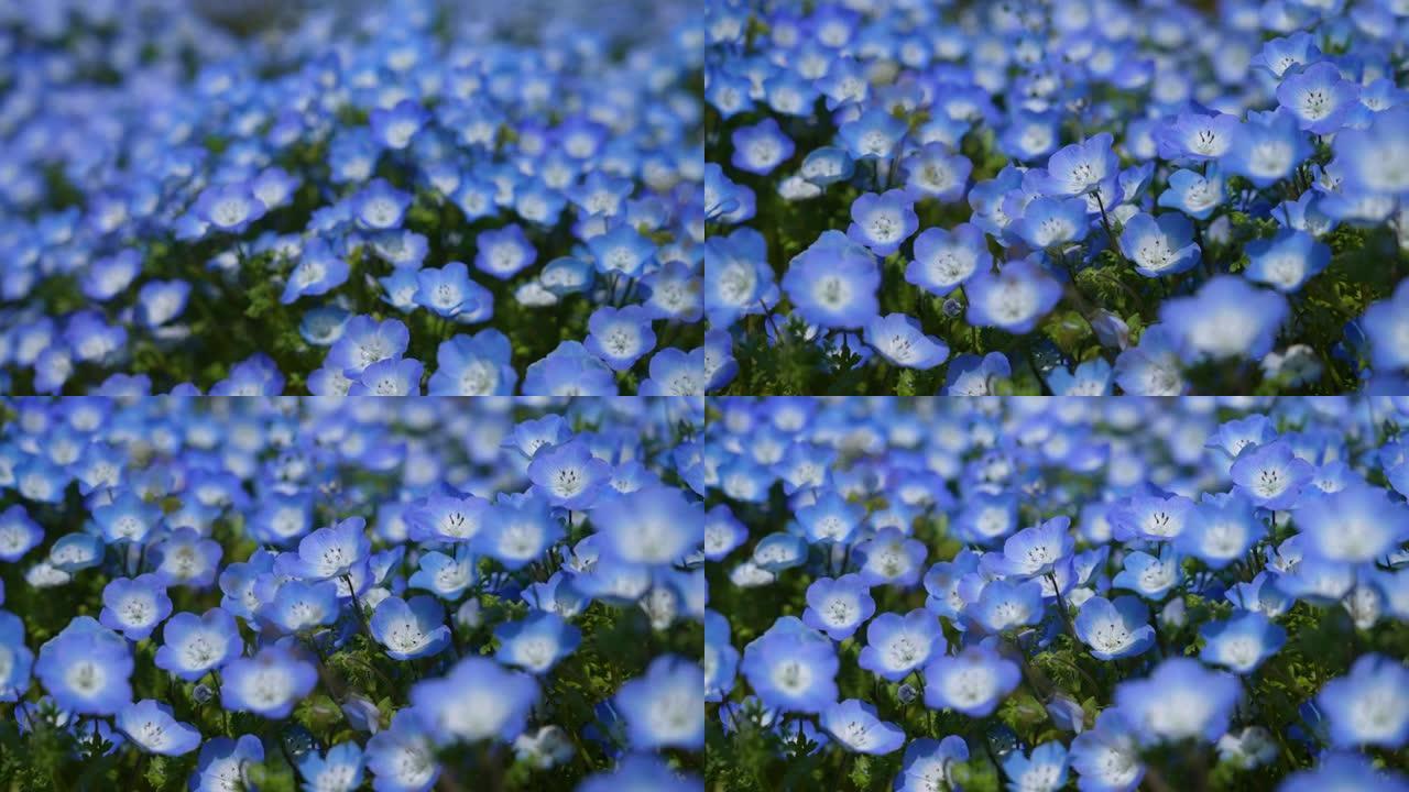 平移小蓝花 “Nemophila” 的4k视频。