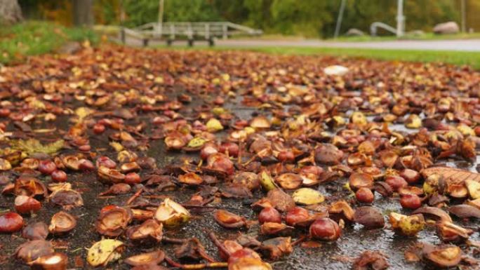 栗子皮或贝壳覆盖的道路，秋季场景，拉回特写