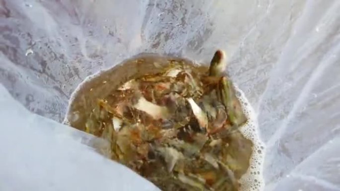 罗湖鲤鱼鱼种幼苗在氧气包装的容器中放养水