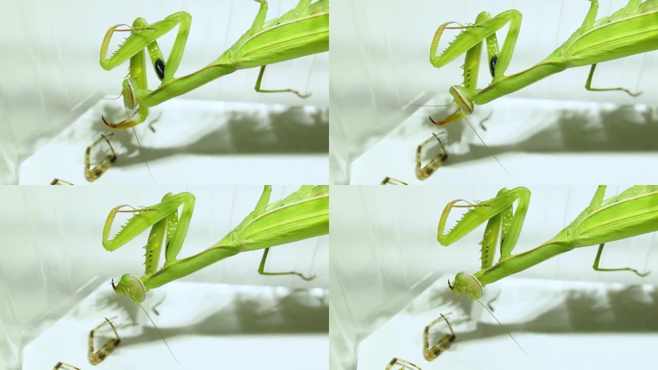 普通螳螂 (lat.mantis religiiosa) 吃蜘蛛