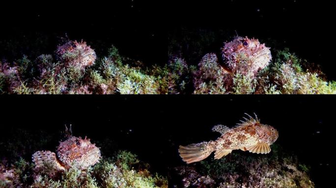夜间水下-红色地中海蝎子鱼