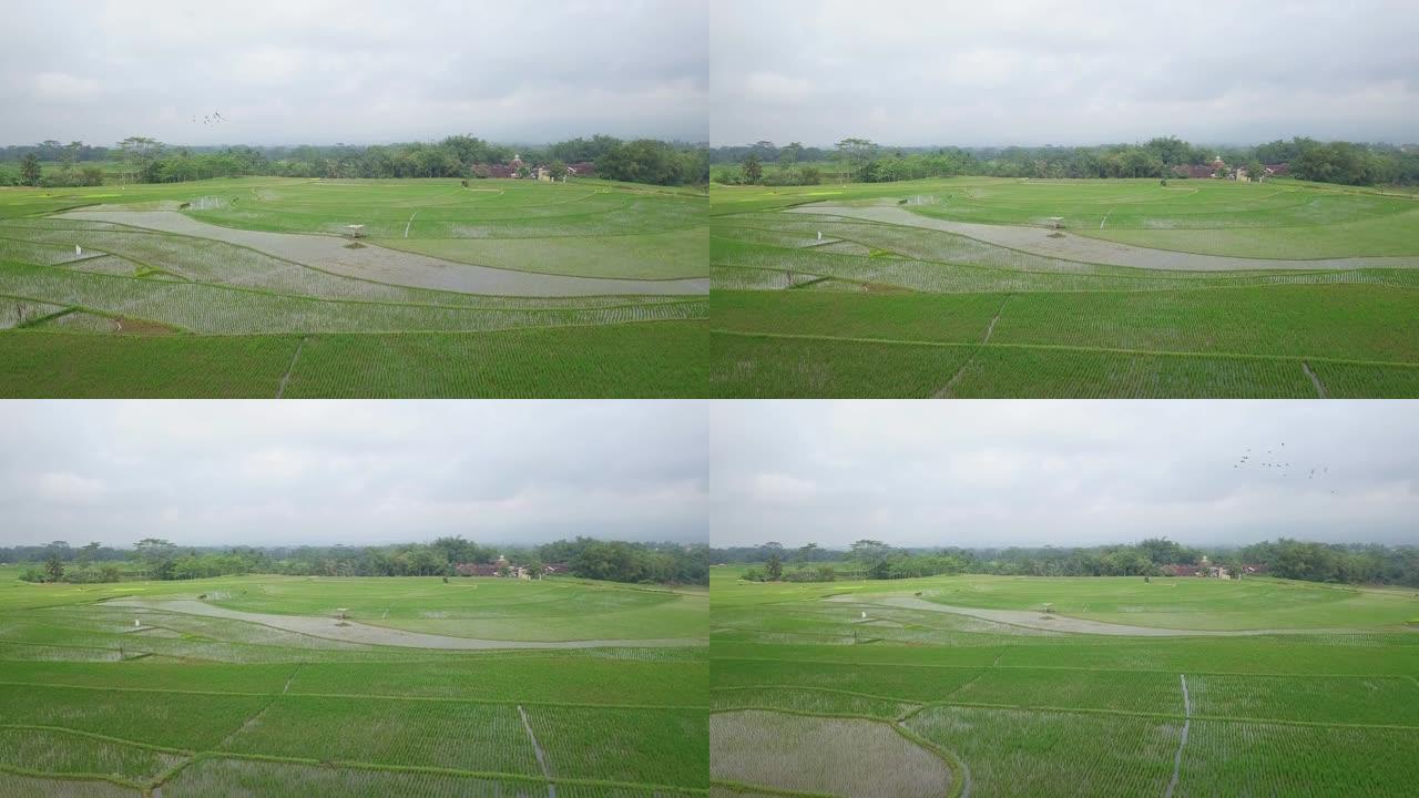 在多云的天空中，向水淹稻田的落后无人机拍摄了带有美丽图案的稻田