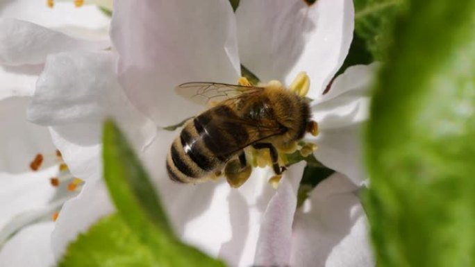 宏射蜜蜂授粉春树白花盛开。慢动作飞行蜜蜂覆盖着花粉，从白色苹果花中收集花蜜。春天的苹果花关闭。