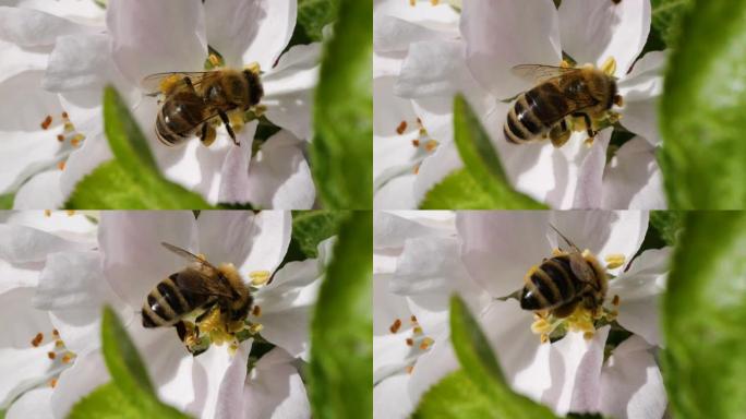 宏射蜜蜂授粉春树白花盛开。慢动作飞行蜜蜂覆盖着花粉，从白色苹果花中收集花蜜。春天的苹果花关闭。
