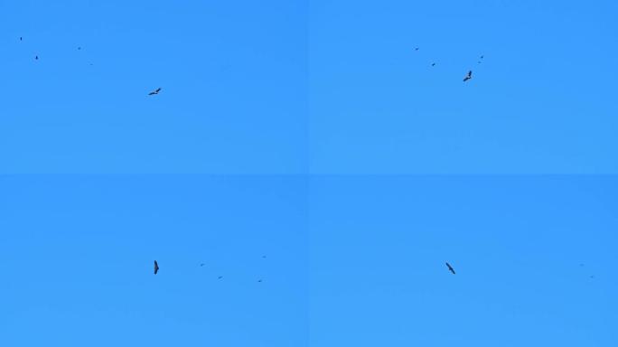 猎杀掠食性鸟类。非常强烈的蓝天。版本6