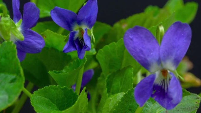 4k蓝紫色花朵开花的延时，并在黑色背景上生长。盛开的紫花科植物。