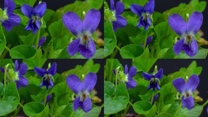 4k蓝紫色花朵开花的延时，并在黑色背景上生长。盛开的紫花科植物。
