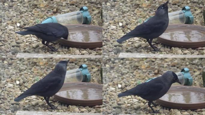 从粘土盘中喝水的寒鸦 (Corvus monedula) 的特写镜头