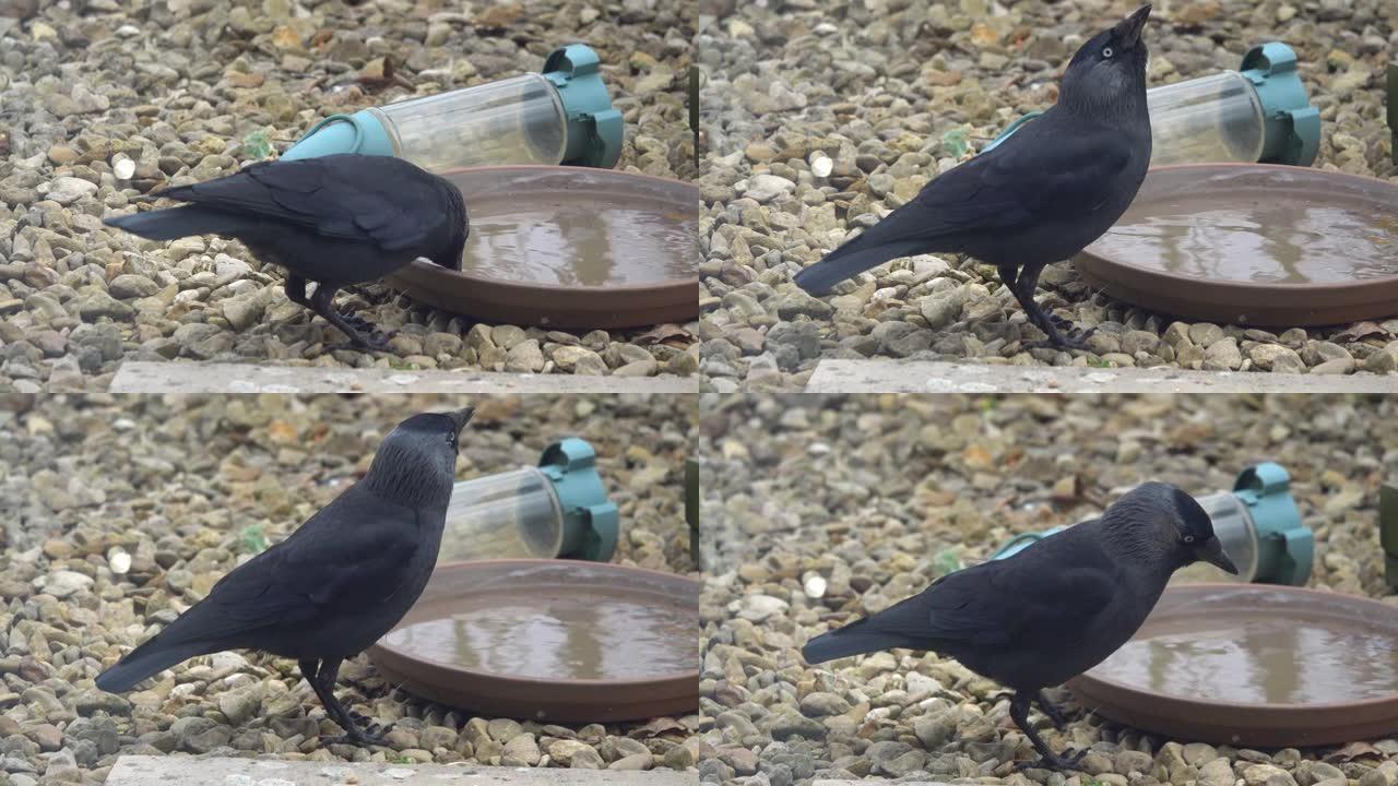 从粘土盘中喝水的寒鸦 (Corvus monedula) 的特写镜头