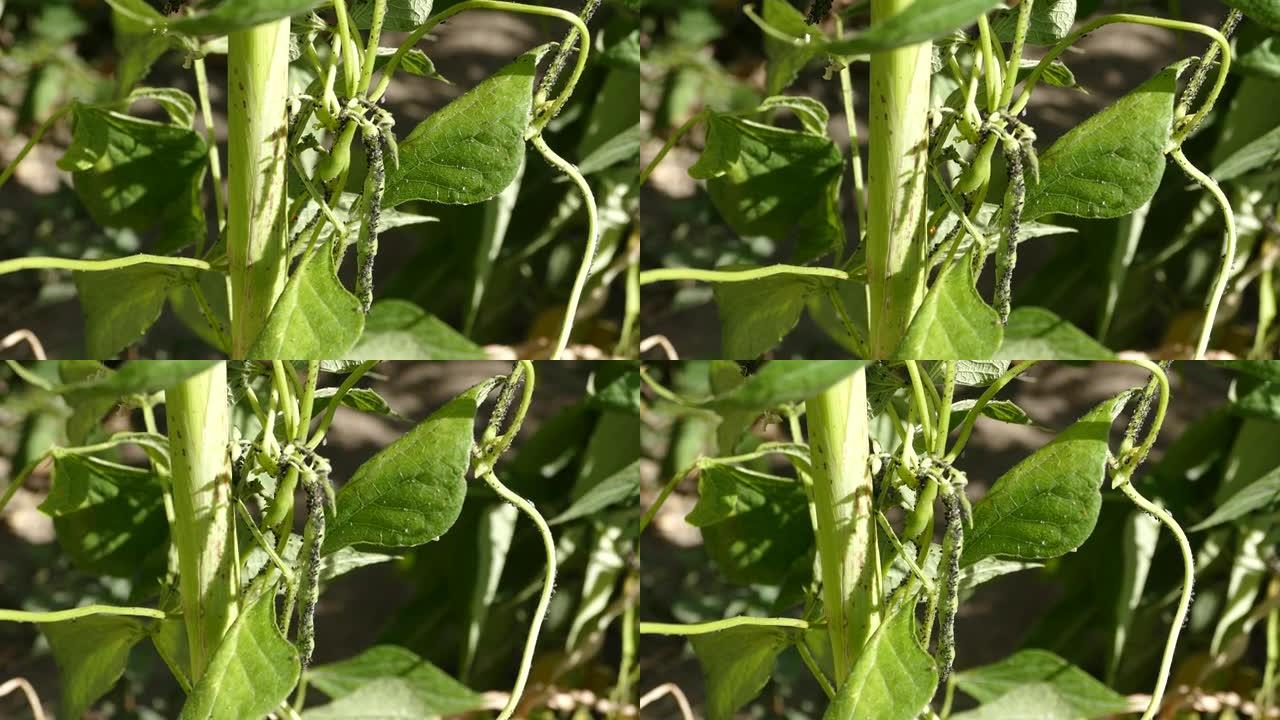 豆类植物虱子，豆类虱子病，植物病害，植物虫害，植物害虫，