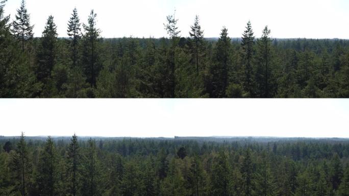 从茂密的英国森林中升起的电影空中镜头