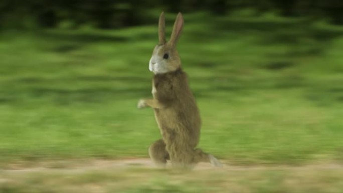 兔子像人类一样奔跑