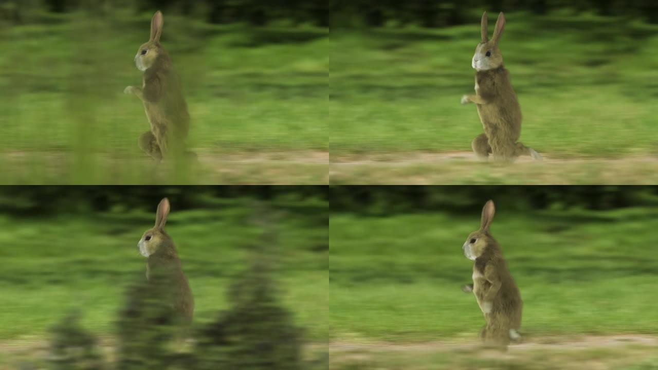 兔子像人类一样奔跑