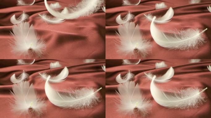 白天鹅羽毛落在中等红色的丝绸上。慢动作。