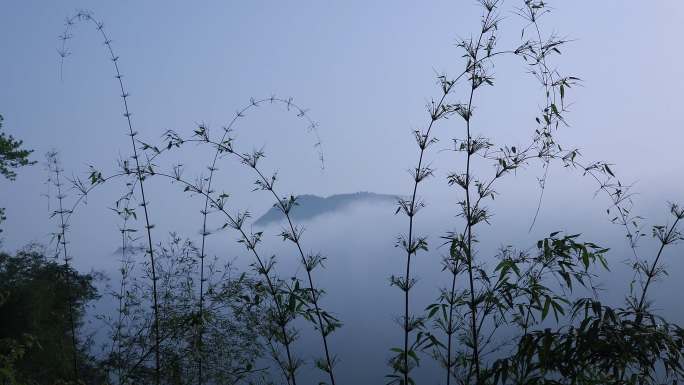 蜀南竹海 云海山峦 竹花随风飘动