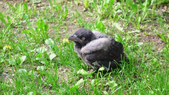 害怕的乌鸦小鸡从巢里掉下来后坐在草地上。