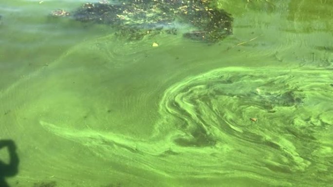 由于炎热季节浮游植物的进化，非常肮脏的乌克兰第聂伯罗河被蓝细菌覆盖