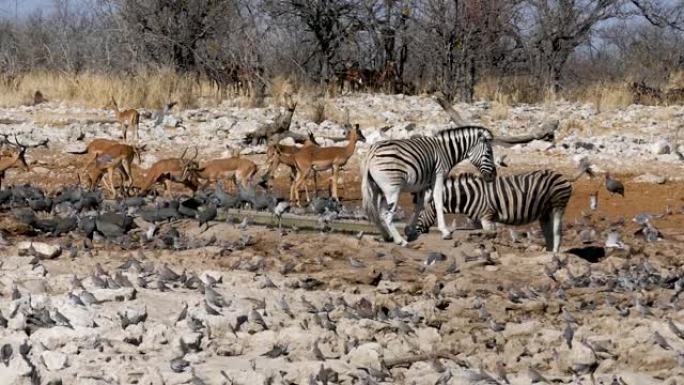 斑马和黑斑羚从纳米比亚埃托沙的一个小池塘喝水。