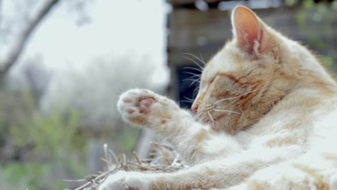 一只红色家猫的特写镜头，在温暖的夏日里舔着她的爪子，在干草中洗脸。安静地休息有趣的橙色虎斑猫躺在街上