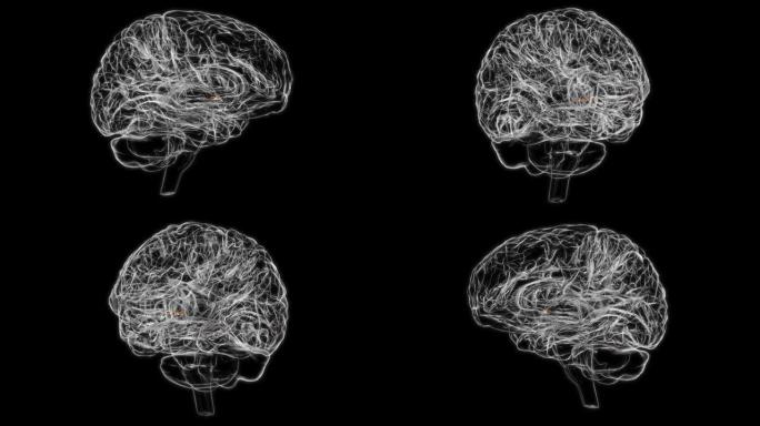 医学概念3D动画的大脑前连合解剖