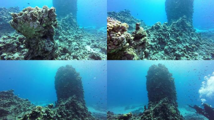 大珊瑚块，有很多珊瑚鱼，背景是潜水员，红海埃及