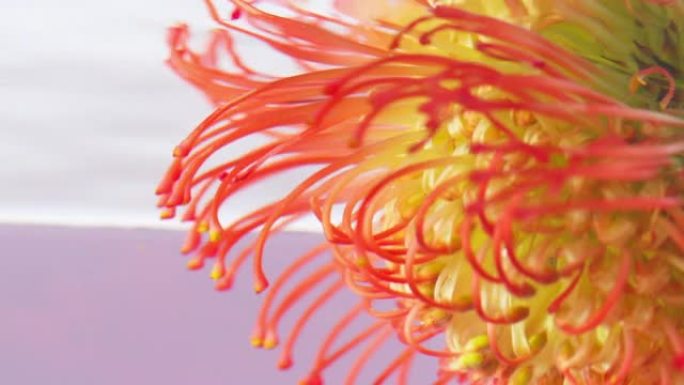 美丽的热带花在水下。资料片。在水中有雄蕊的明亮斑花。封闭的美丽的花在透明的水孤立的背景