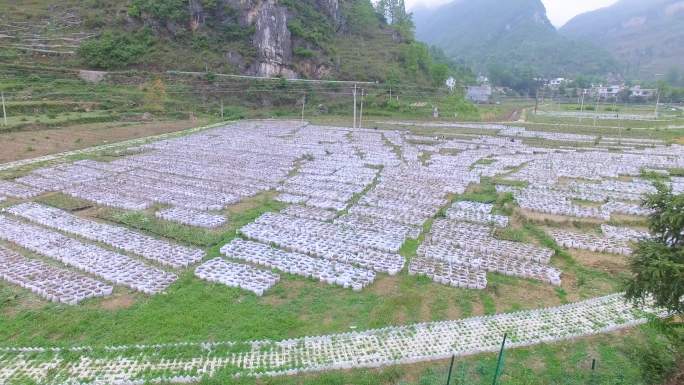 航拍农业刺梨种植基地