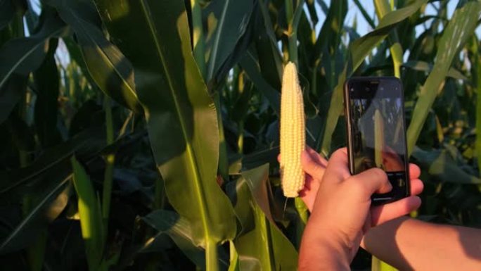 一位农民用智能手机检查玉米作物。农业作物生产