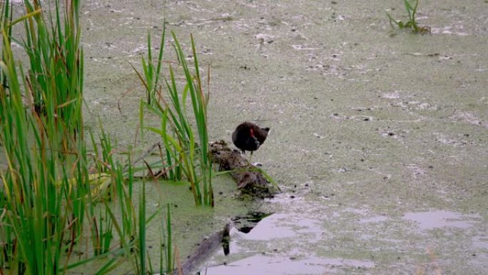 松鸡(普通松鸡)在河边植物的灌木丛中寻找食物。
