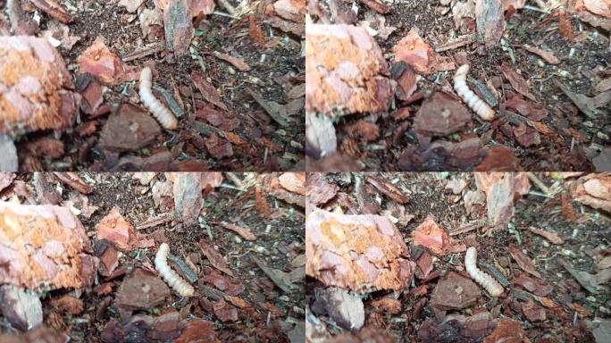 木虫的幼虫生活在松树皮下。害虫