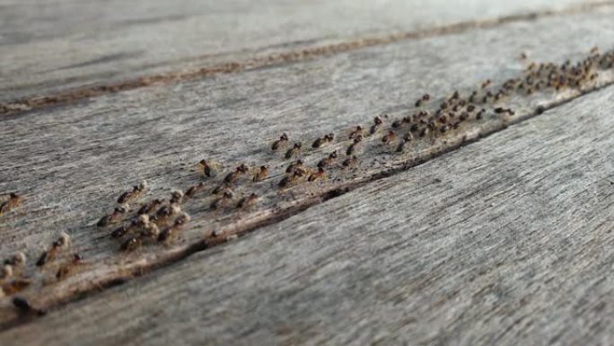 黑蚂蚁在木地板上从左到右成一列。蚂蚁正在携带食物以带回巢穴。